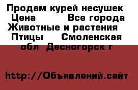 Продам курей несушек › Цена ­ 350 - Все города Животные и растения » Птицы   . Смоленская обл.,Десногорск г.